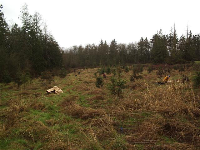 Barney Lake Tree Planting.jpg Barney Lake Tree Planting.jpg